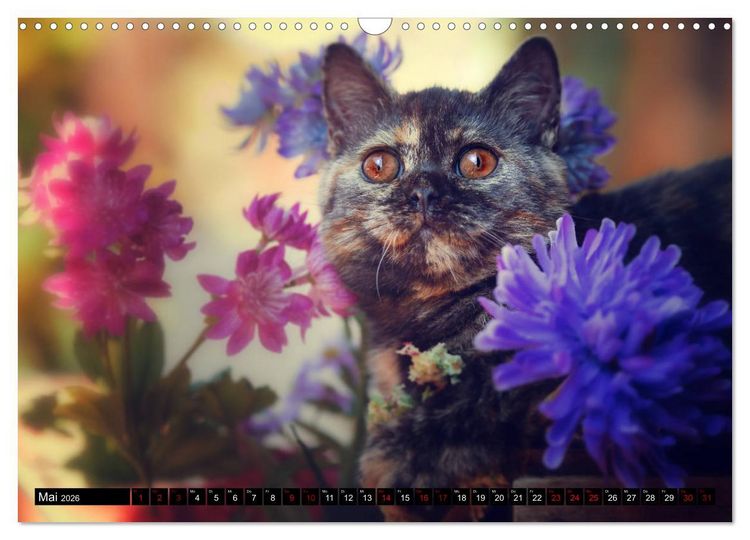 Produktbild: Niedliche BKH Katzenkinder (Wandkalender 2026 DIN A3 quer), CALVENDO Monatskalender