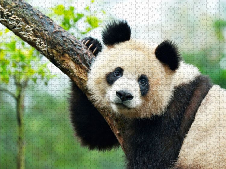 Produktbild: CALVENDO Puzzle Ein Motiv aus dem Kalender Der Gro&szlig;e Panda Ein kuscheliger Geselle | 1000 Teile Lege-Gr&ouml;&szlig;e 64x48cm Foto-Puzzle f&uuml;r gl&uuml;ckliche Stunden