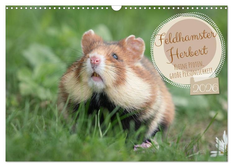 Produktbild: Feldhamster Herbert Kleine Pfoten, gro&szlig;e Pers&ouml;nlichkeit (Wandkalender 2026 DIN A3 quer), CALVENDO Monatskalender