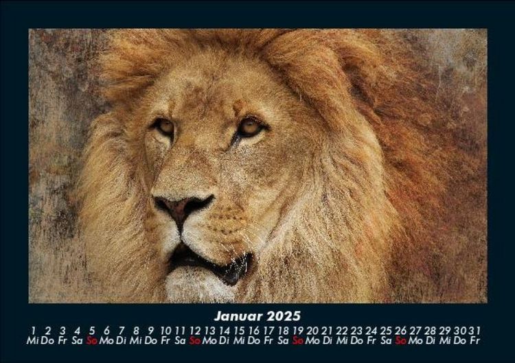 Produktbild: L&ouml;wen in der Wildnis 2025 Fotokalender DIN A5