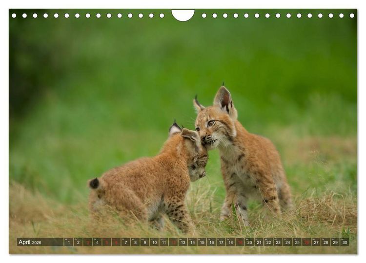 Produktbild: Der Luchs - Dem Pinselohr auf der Spur (Wandkalender 2026 DIN A4 quer), CALVENDO Monatskalender