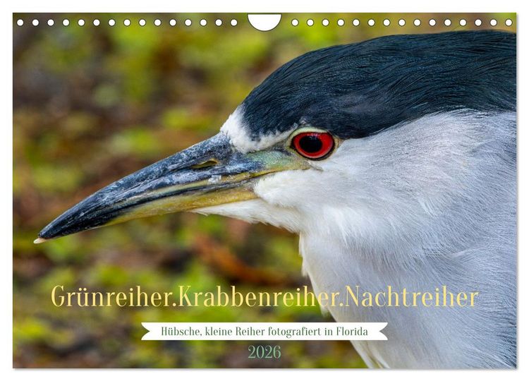 Produktbild: Gr&uuml;nreiher - Krabbenreiher - Nachtreiher (Wandkalender 2026 DIN A4 quer), CALVENDO Monatskalender