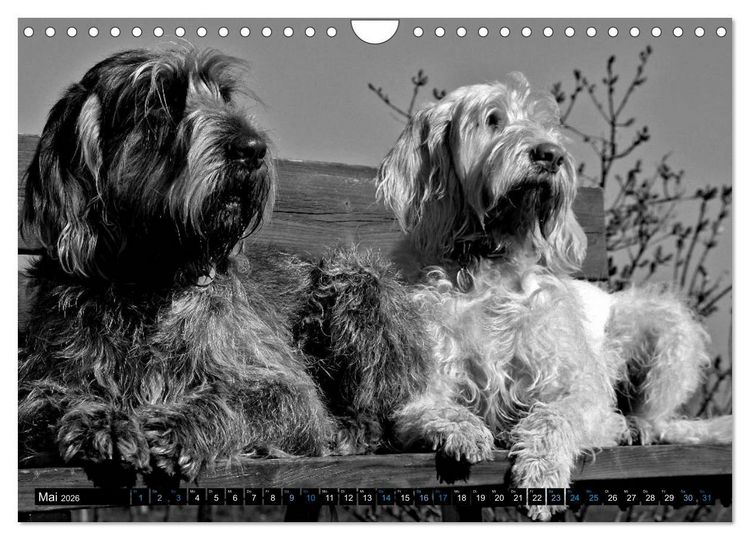 Produktbild: Carissimo Spinone Italiano (Wandkalender 2026 DIN A4 quer), CALVENDO Monatskalender