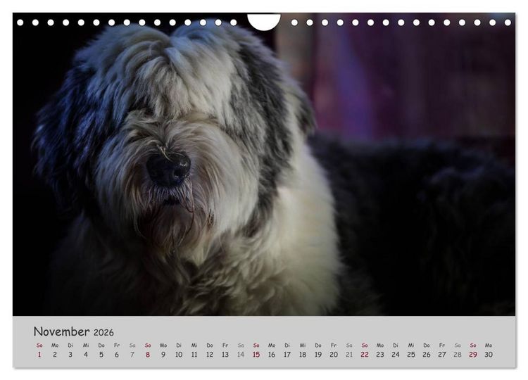 Produktbild: Ein Bobtail namens Miles (Wandkalender 2026 DIN A4 quer), CALVENDO Monatskalender