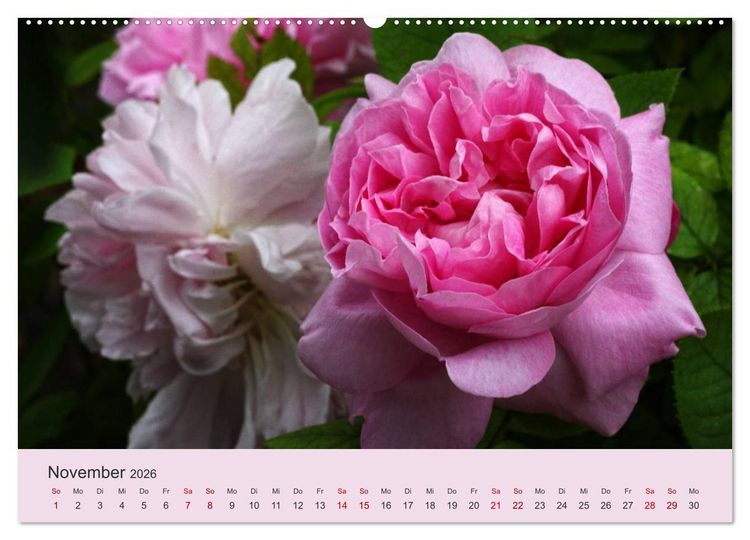 Produktbild: Rosen Reigen im Garten (Wandkalender 2026 DIN A2 quer), CALVENDO Monatskalender