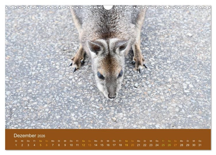 Produktbild: K&auml;ngurus, sprunghafte Gesellen (Wandkalender 2026 DIN A3 quer), CALVENDO Monatskalender