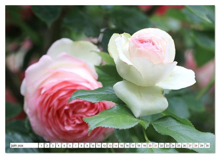 Produktbild: Au royaume des fleurs (Calendrier mural 2026 DIN A3 vertical), CALVENDO calendrier mensuel