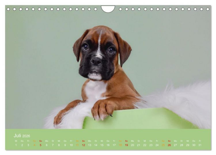 Produktbild: Boxer Welpen einfach zuckers&uuml;&szlig; (Wandkalender 2026 DIN A4 quer), CALVENDO Monatskalender