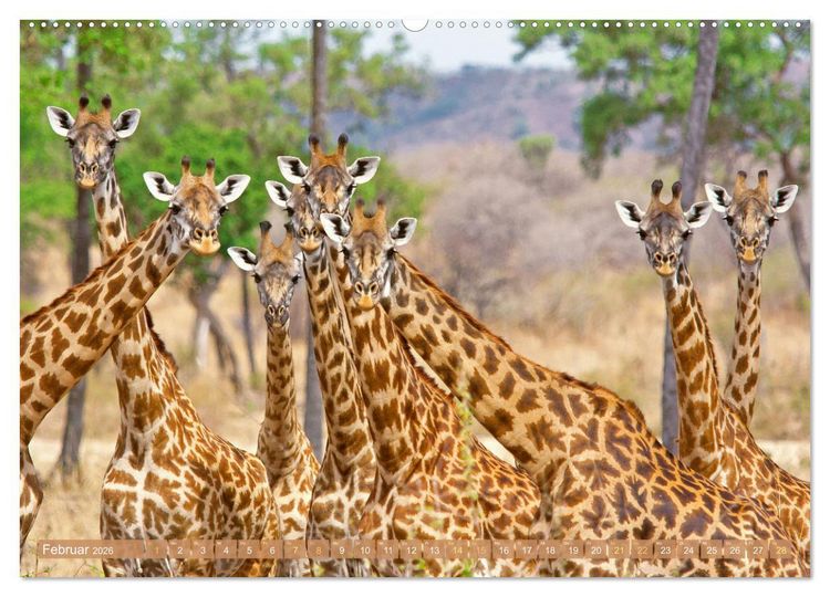 Produktbild: Giraffen: Die afrikanischen Riesen mit Weitblick (hochwertiger Premium Wandkalender 2026 DIN A2 quer), Kunstdruck in Hochglanz