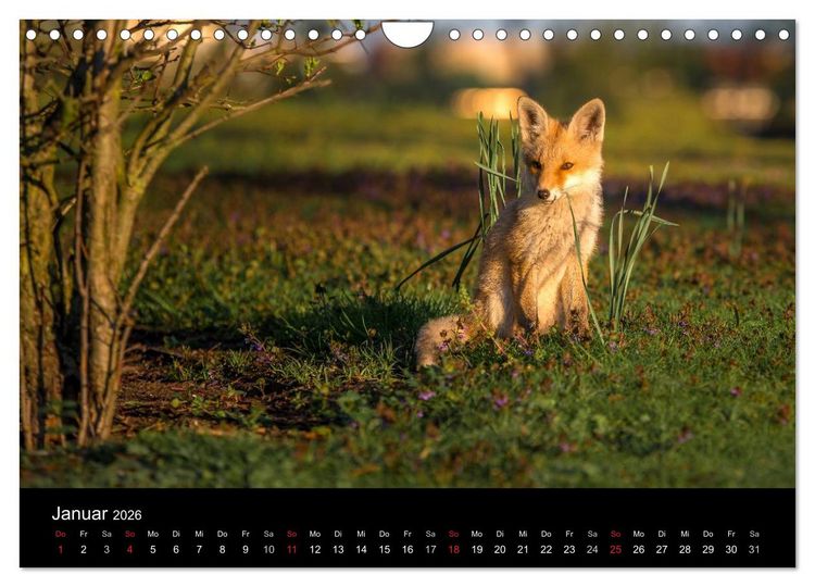 Produktbild: Joni, der kleine Fuchs (Wandkalender 2026 DIN A4 quer), CALVENDO Monatskalender