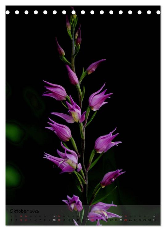 Produktbild: Juwelen der Natur - Ein Orchideensommer (Tischkalender 2026 DIN A5 hoch), CALVENDO Monatskalender