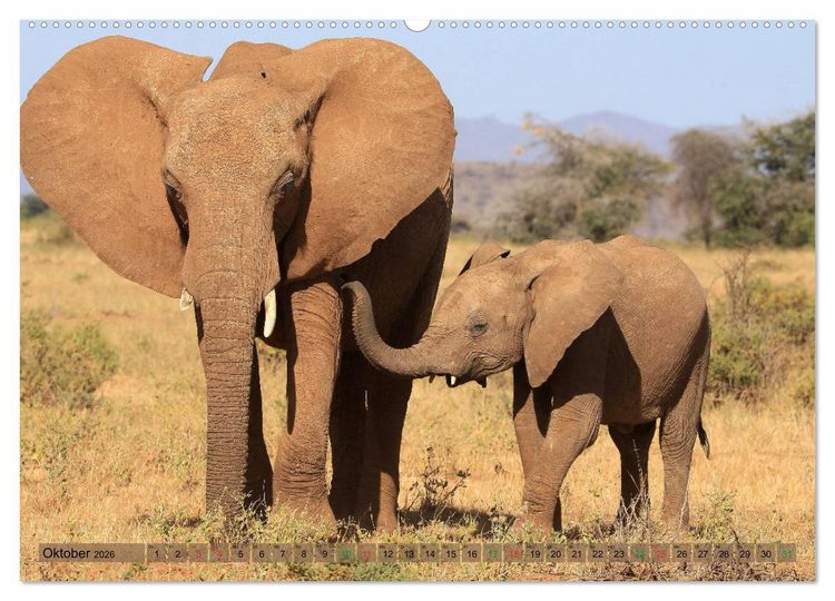 Produktbild: Afrika - im Reich der Elefanten (hochwertiger Premium Wandkalender 2026 DIN A2 quer), Kunstdruck in Hochglanz