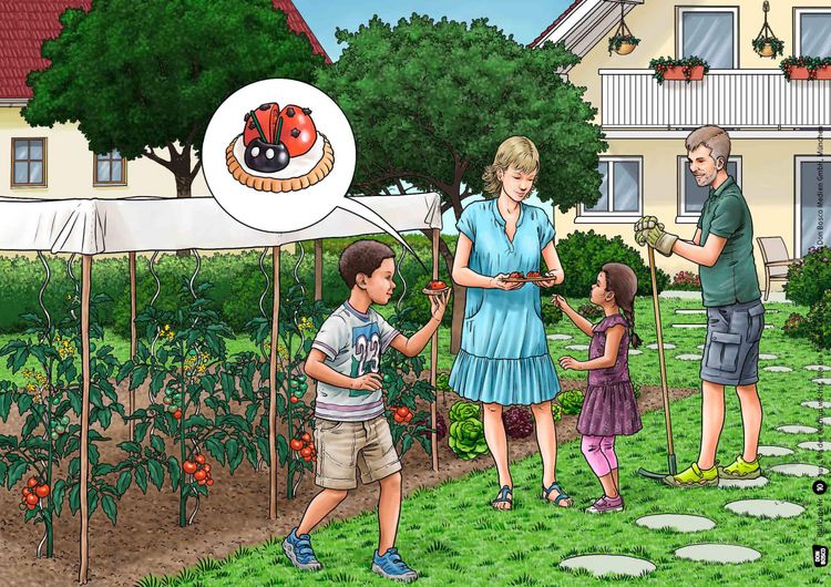 Produktbild: Wo der Ketchup w&auml;chst. Wie die Tomate keimt und reift. Kamishibai Bildkartenset