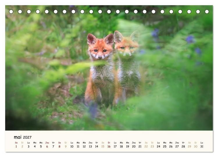 Produktbild: Les murmures de la for&ecirc;t - Regards d'animaux (Calendrier de bureau 2027 DIN A5 vertical), CALVENDO calendrier mensuel
