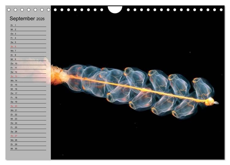 Produktbild: Quallen. Die Welt der Medusen (Wandkalender 2026 DIN A4 quer), CALVENDO Monatskalender