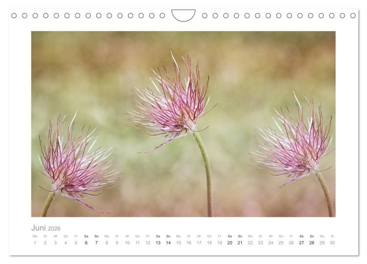 Produktbild: Blumen zart und sch&ouml;n (Wandkalender 2026 DIN A4 quer), CALVENDO Monatskalender