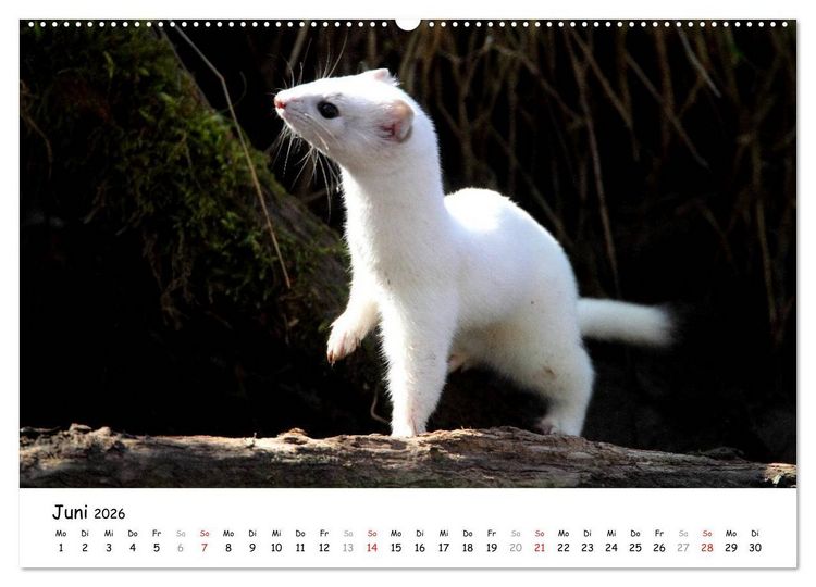 Produktbild: Hermelin - das wieselflinke Raubtier (hochwertiger Premium Wandkalender 2026 DIN A2 quer), Kunstdruck in Hochglanz