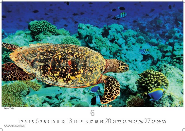 Produktbild: Florida Kalender 2027 &ndash; Wandkalender | Fotokalender Nordamerika 24x35cm &ndash; Sonne, Palmen & Str&auml;nde: Farbenfrohe Motive aus dem Sunshine State f&uuml;r deine Wanddeko
