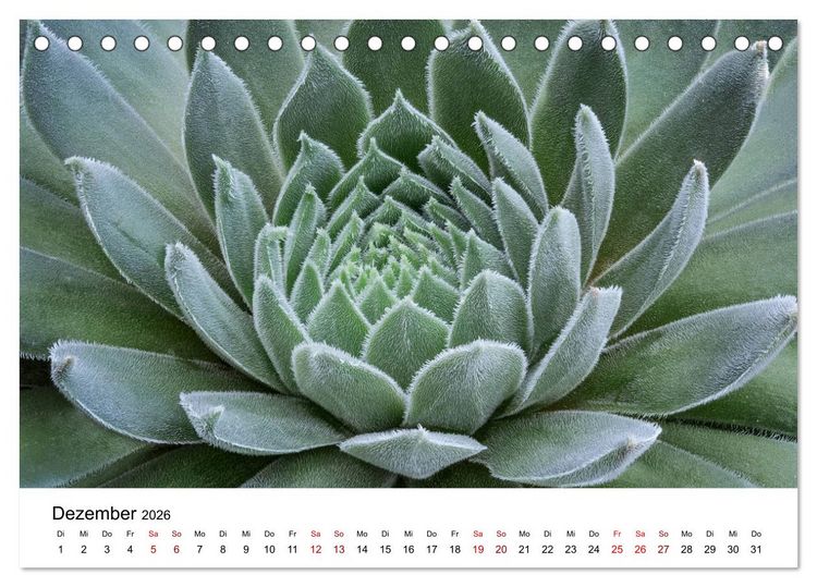 Produktbild: Sukkulenten Galerie (Tischkalender 2026 DIN A5 quer), CALVENDO Monatskalender