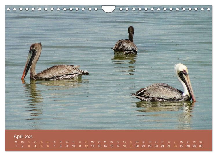Produktbild: ABC: Aruba - Bonaire - Cura&ccedil;ao (Wandkalender 2026 DIN A4 quer), CALVENDO Monatskalender