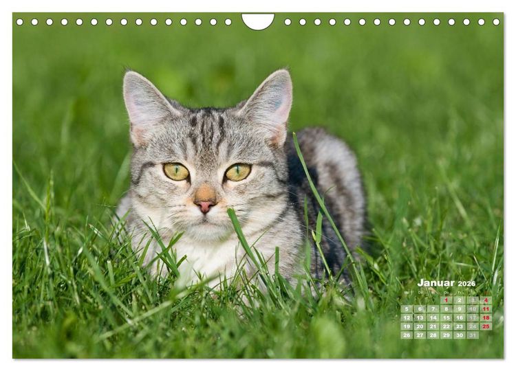 Produktbild: Katzen im Gr&uuml;nen (Wandkalender 2026 DIN A4 quer), CALVENDO Monatskalender