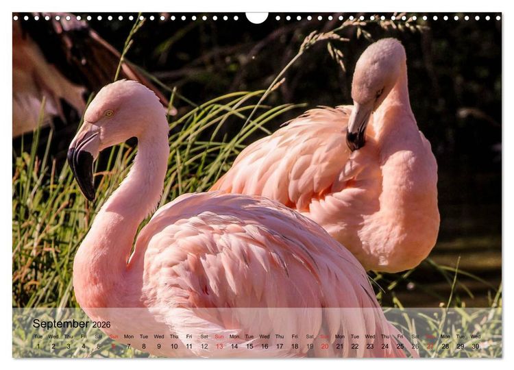 Produktbild: Flamingos Think pink (Wall Calendar 2026 DIN A3 landscape), CALVENDO 12 Month Wall Calendar