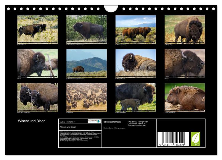 Produktbild: Wisent und Bison (Wandkalender 2026 DIN A4 quer), CALVENDO Monatskalender