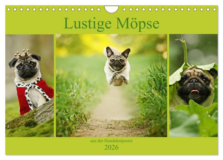 Produktbild: Lustige M&ouml;pse aus der Hundeknipserei (Wandkalender 2026 DIN A4 quer), CALVENDO Monatskalender