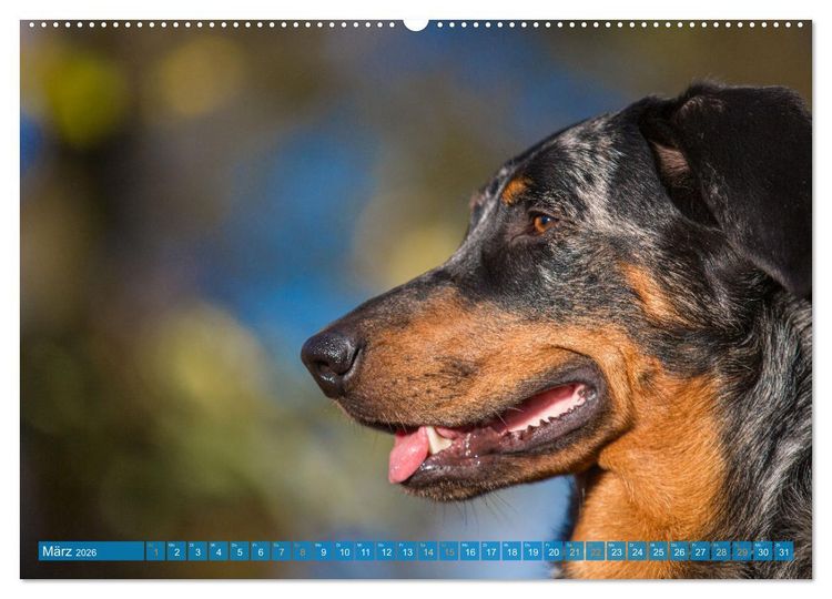 Produktbild: Der Beauceron (Wandkalender 2026 DIN A2 quer), CALVENDO Monatskalender