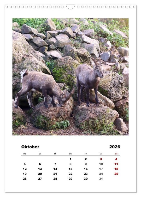 Produktbild: Alpen-Steinb&ouml;cke, imposante Horntr&auml;ger (Wandkalender 2026 DIN A3 hoch), CALVENDO Monatskalender