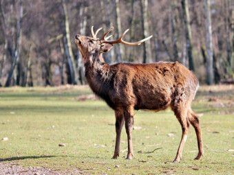 Produktbild: CALVENDO Puzzle Der Sikahirsch - Der kleine Asiat in unseren W&auml;ldern | 1000 Teile Lege-Gr&ouml;&szlig;e 64x48cm Foto-Puzzle f&uuml;r gl&uuml;ckliche Stunden