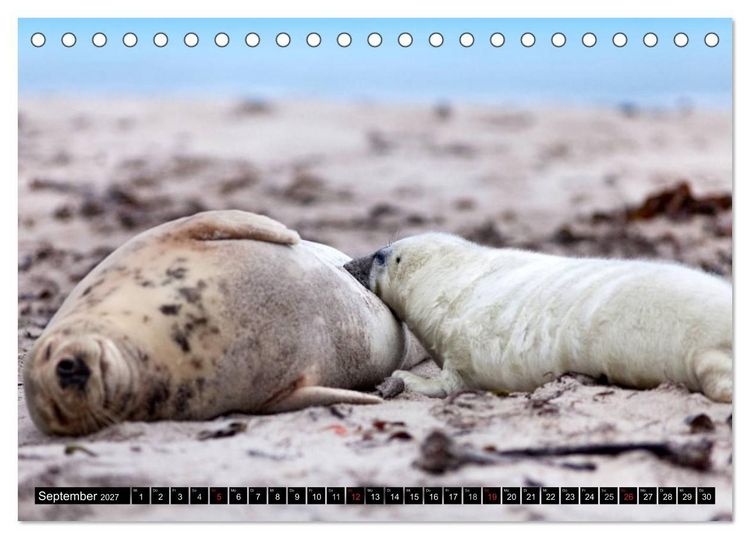 Produktbild: Robbenbabys (Tischkalender 2027 DIN A5 quer), CALVENDO Monatskalender