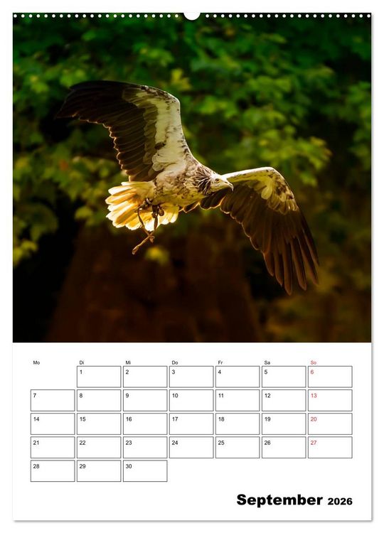 Produktbild: Raub- und Greifv&ouml;gel im Flug (hochwertiger Premium Wandkalender 2026 DIN A2 hoch), Kunstdruck in Hochglanz