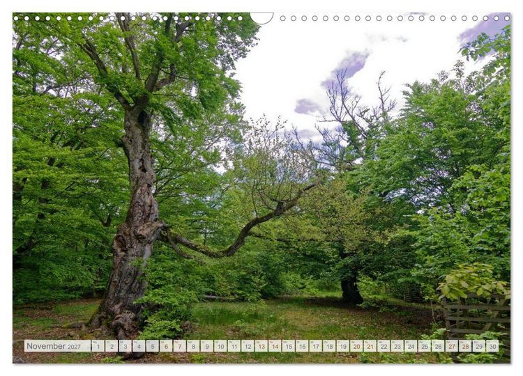 Produktbild: Hutewald Halloh - Baumriesen aus vergangenen Zeiten (Wandkalender 2027 DIN A3 quer), CALVENDO Monatskalender