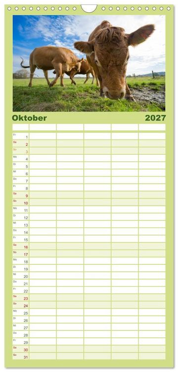Produktbild: Familienplaner 2027 - Kuhckst du? mit 5 Spalten (Wandkalender, 21 x 45 cm) CALVENDO