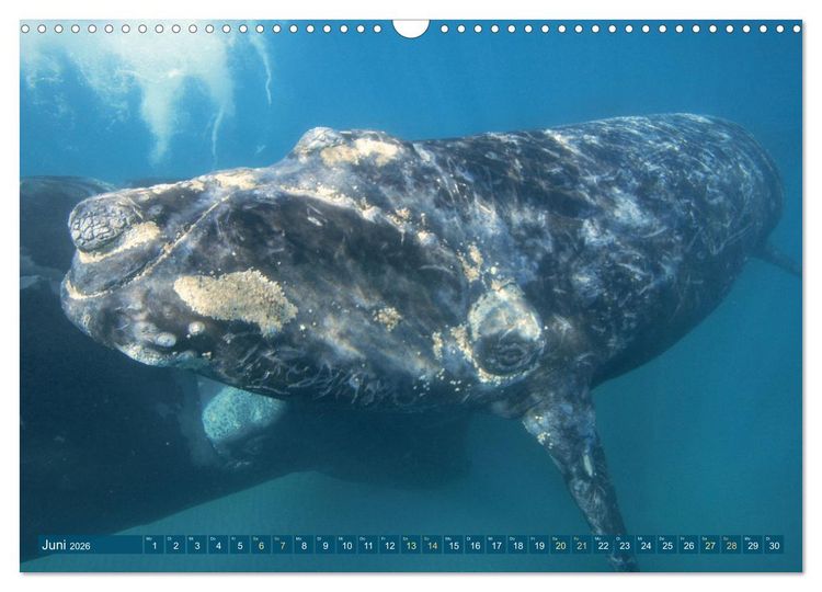 Produktbild: Wale: Giganten der Meere (Wandkalender 2026 DIN A3 quer), CALVENDO Monatskalender