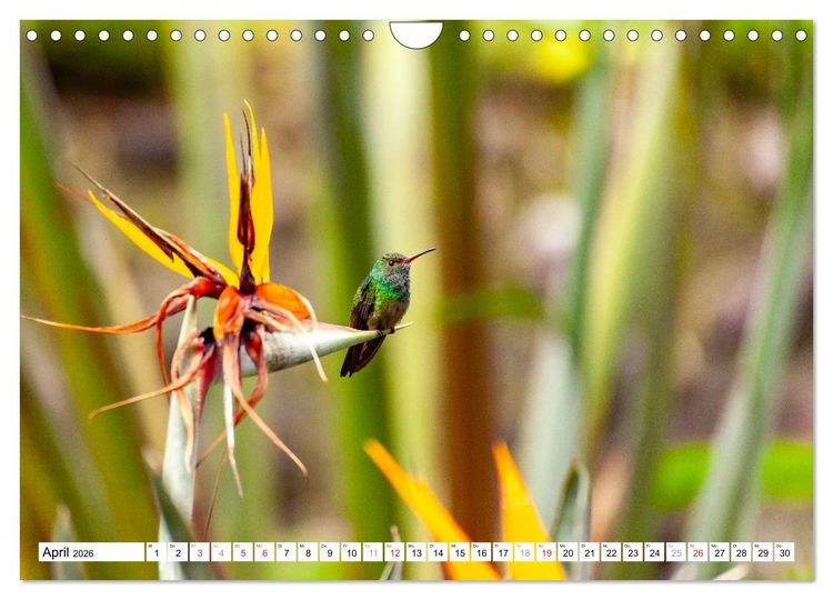 Produktbild: Costa Rica (Wandkalender 2026 DIN A4 quer), CALVENDO Monatskalender