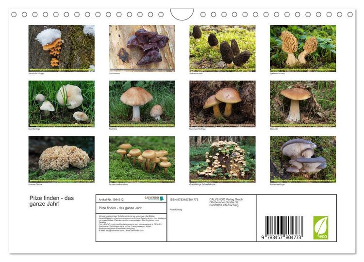 Produktbild: Pilze finden - das ganze Jahr! (Wandkalender 2026 DIN A4 quer), CALVENDO Monatskalender