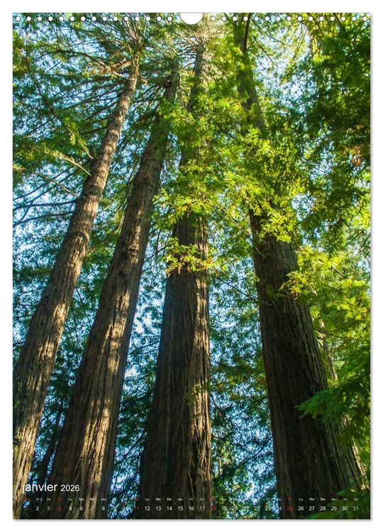 Produktbild: G&eacute;ants verts de la for&ecirc;t (Calendrier mural 2026 DIN A3 horizontal), CALVENDO calendrier mensuel