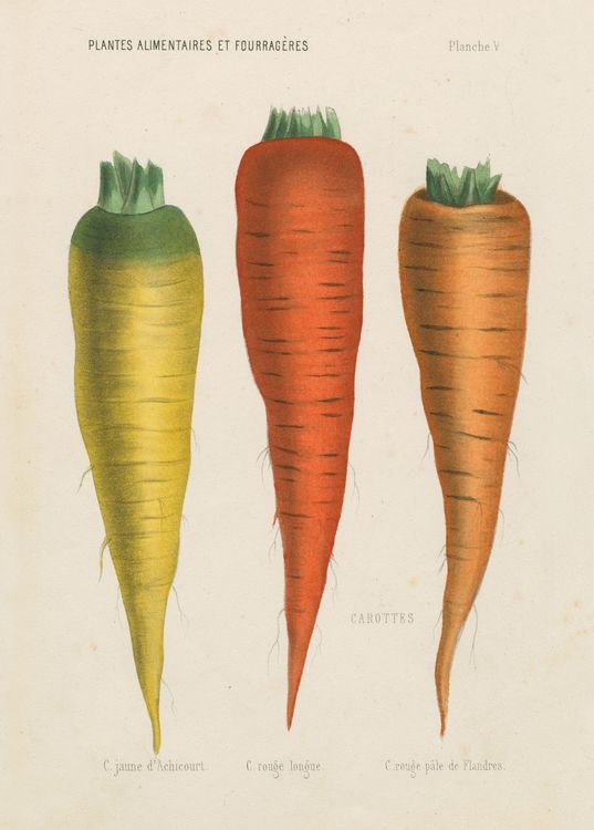 Produktbild: John Derian Paper Goods: Three Carrots 1,000-Piece Puzzle