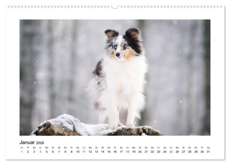 Produktbild: Herzensshelties - Shetland Sheepdogs (hochwertiger Premium Wandkalender 2026 DIN A2 quer), Kunstdruck in Hochglanz