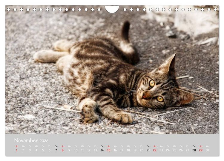 Produktbild: Katzen des S&uuml;dens (Wandkalender 2026 DIN A4 quer), CALVENDO Monatskalender