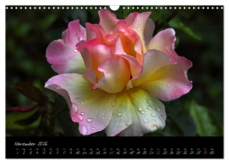 Produktbild: Rosen Romanze - Visuelle Musik (Wandkalender 2026 DIN A3 quer), CALVENDO Monatskalender