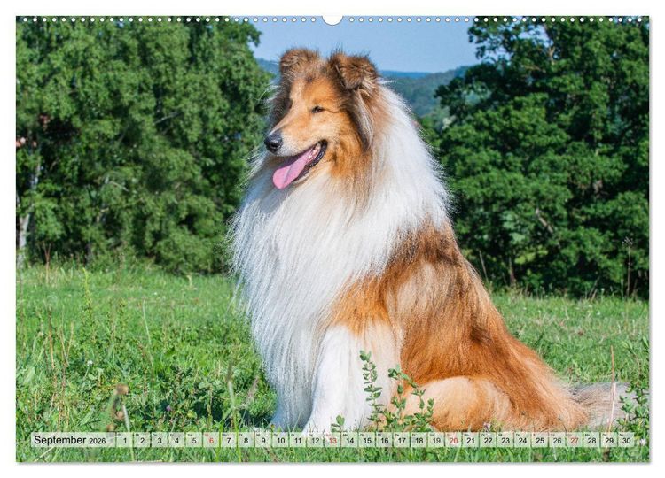 Produktbild: Collie - Das Gl&uuml;ck hat 4 Pfoten (Wandkalender 2026 DIN A2 quer), CALVENDO Monatskalender