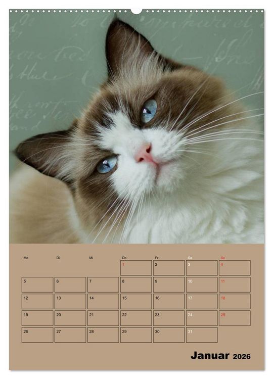 Produktbild: Ragdolls zum Verlieben (Wandkalender 2026 DIN A2 hoch), CALVENDO Monatskalender
