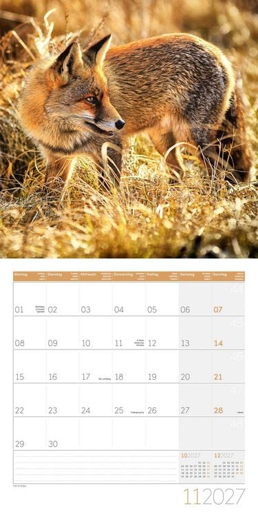 Produktbild: F&uuml;chse Kalender 2027 - 30x30 - Art12