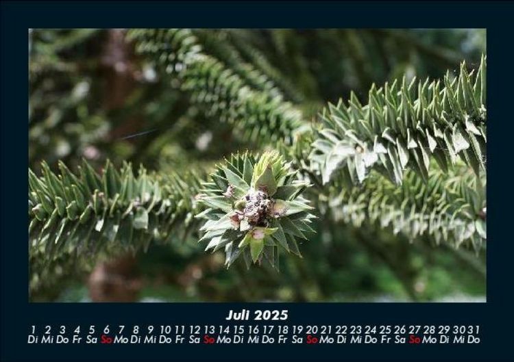 Produktbild: B&auml;ume 2025 Fotokalender DIN A5