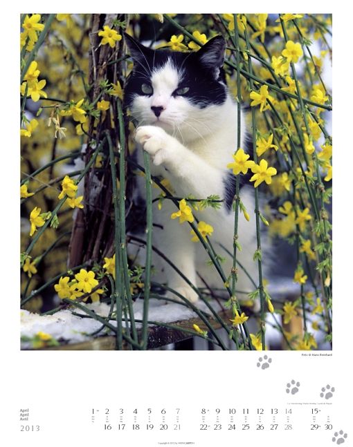 Produktbild: GartenTiger 2013