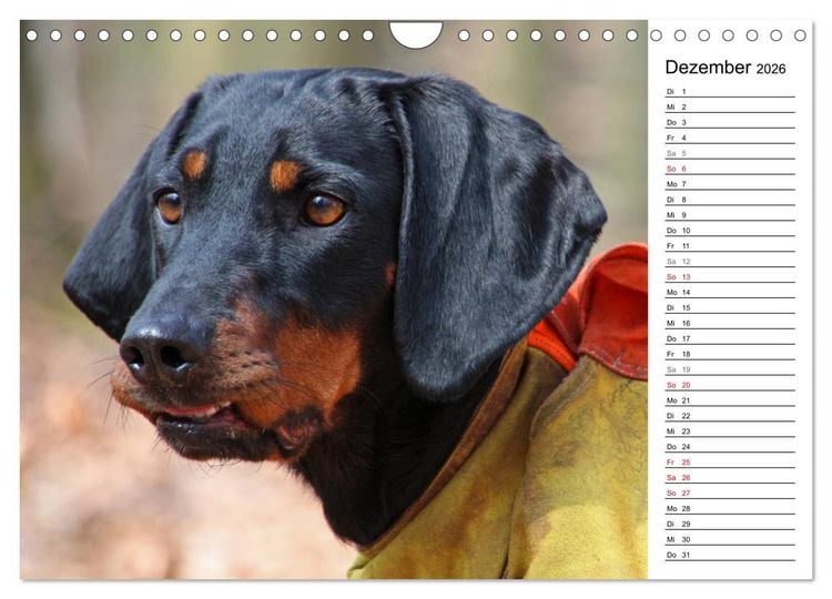 Produktbild: Der Brandlbracken-Terminplaner (Wandkalender 2026 DIN A4 quer), CALVENDO Monatskalender