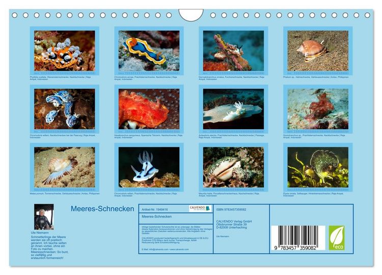 Produktbild: Meeres-Schnecken (Wandkalender 2026 DIN A4 quer), CALVENDO Monatskalender